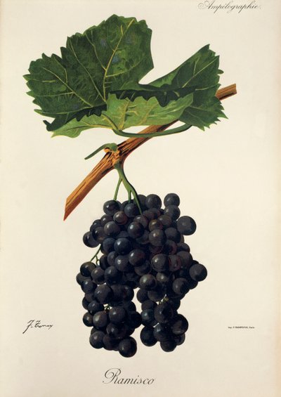 Raisin Ramisco par J. Troncy - Jules Troncy