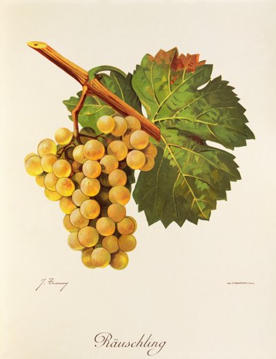 Raisin Rauschling - Jules Troncy