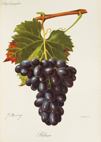 Raisin Ribier par J. Troncy - Jules Troncy
