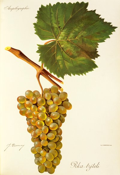 Raisin Rka-tziteli - Jules Troncy