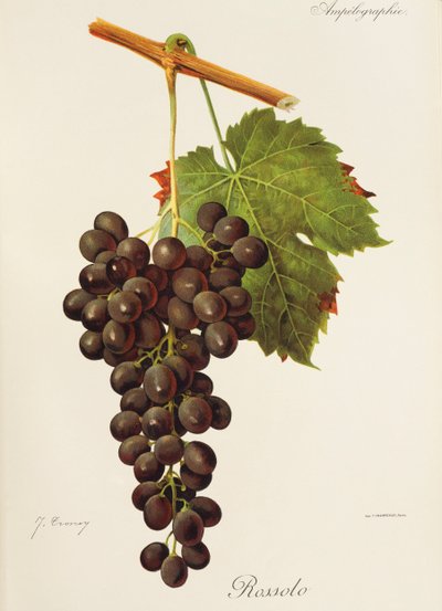 Raisin Rossolo - Jules Troncy