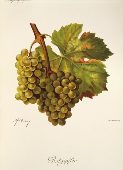 Rotgipfter - Jules Troncy
