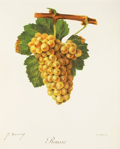 Raisin Rousse par J. Troncy - Jules Troncy