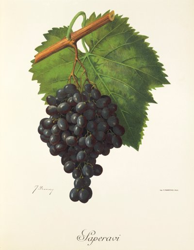 Saperavi - Jules Troncy