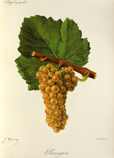 Raisin Sauvignon par J. Troncy - Jules Troncy