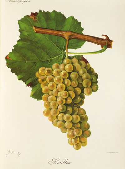 Raisin Sémillon par J. Troncy - Jules Troncy