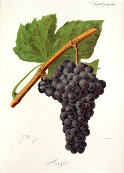 Raisin Souzao - Jules Troncy