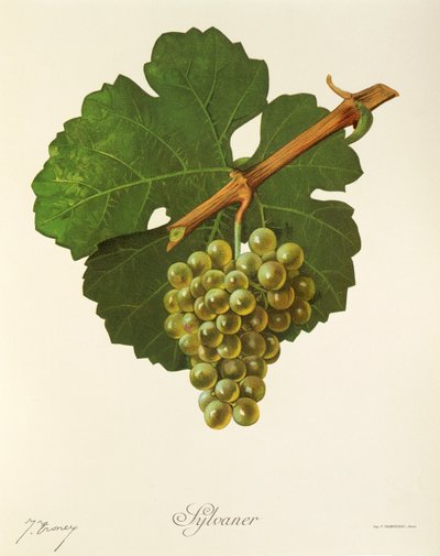 Raisin Sylvaner - Jules Troncy