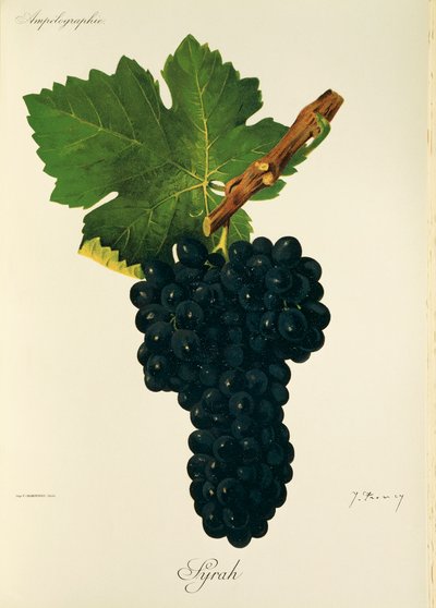 Syrah - Jules Troncy