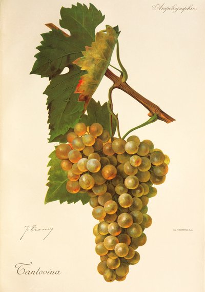 Tantovina - Jules Troncy