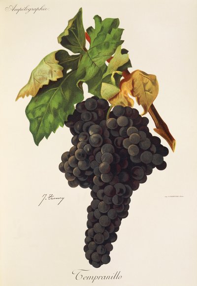 Raisin Tempranillo par J. Troncy - Jules Troncy
