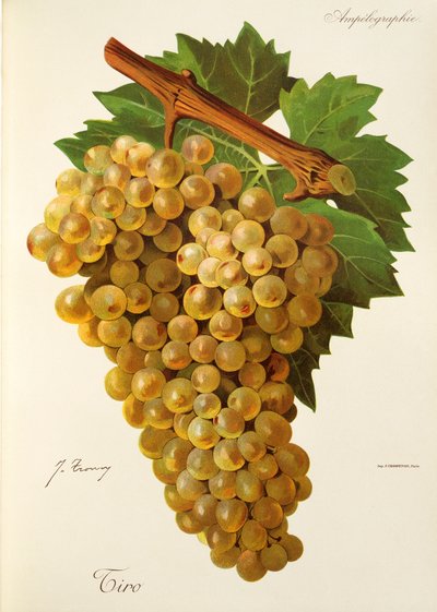 Raisin Tiro - Jules Troncy