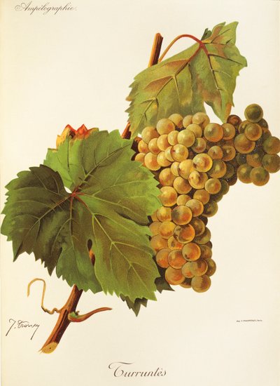 Raisin Turruntes par J. Troncy - Jules Troncy