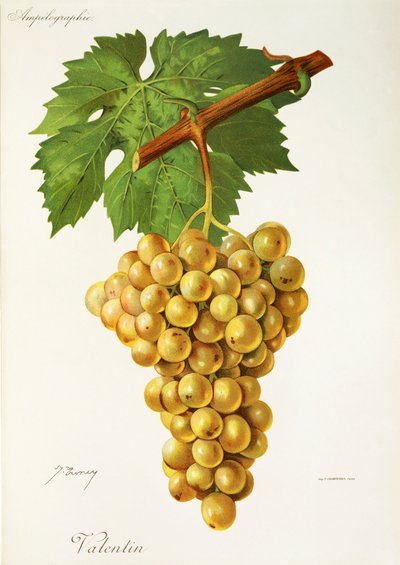 Valentin - Jules Troncy