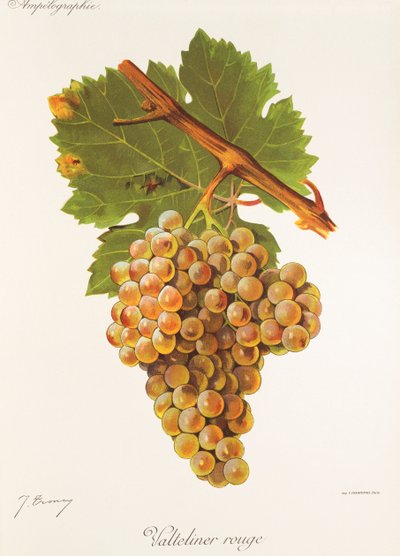 Raisin Valteliner Rouge - Jules Troncy