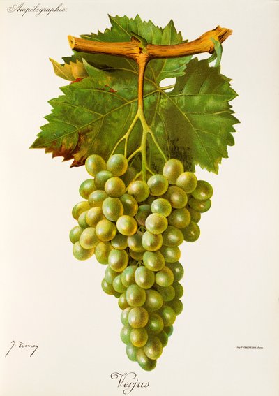 Raisin Verjus - Jules Troncy