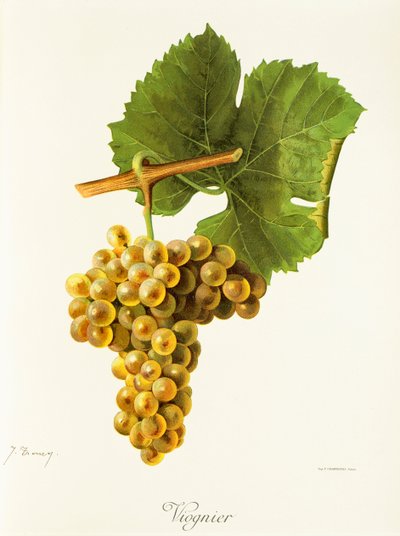 Raisin Viognier par J. Troncy - Jules Troncy