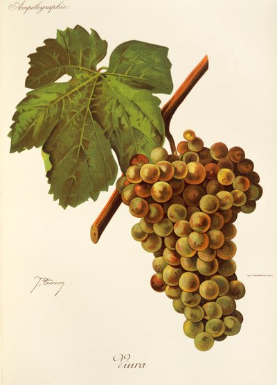 Raisin Viura par J. Troncy - Jules Troncy