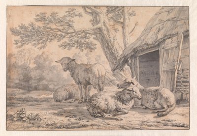 Des moutons près d