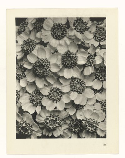 Étude de plante (Urformen der Kunst) - Karl Blossfeldt