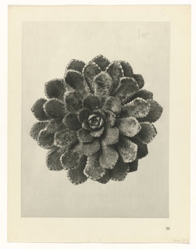 Étude de plante (Urformen der Kunst) - Karl Blossfeldt
