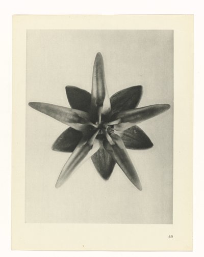 Étude de plante (Urformen der Kunst) - Karl Blossfeldt