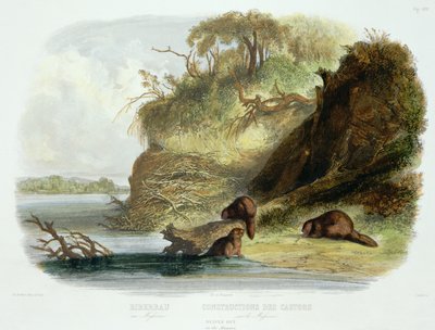 Hutte de Castor sur le Missouri, planche 17 du volume 1 de 