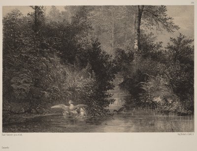 Canards - Karl Bodmer