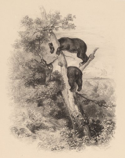 Deux ours - Karl Bodmer