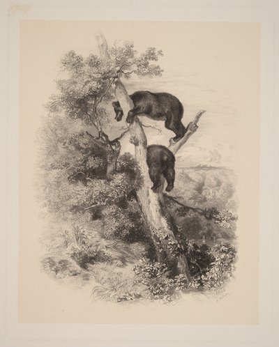 Deux Ours - Karl Bodmer