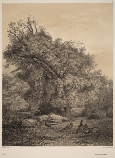 Faisans - Karl Bodmer