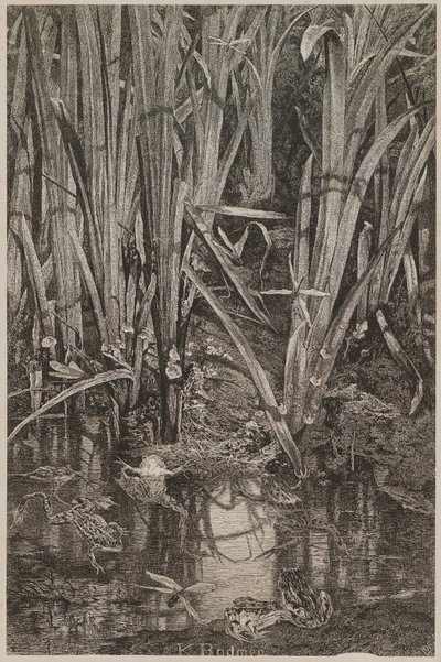 Grenouilles dans le marais - Karl Bodmer