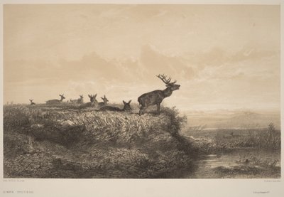 Le Matin - Karl Bodmer