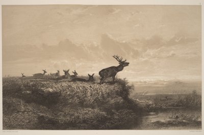 Le Matin. Cerf et Biches - Karl Bodmer