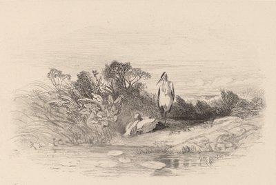 Les Deux Hérons - Karl Bodmer