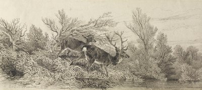 Cerf dans les bois - Karl Bodmer