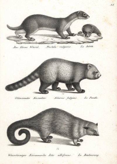 Belette pygmée, Mustela nivalis 1, panda roux, Ailurus fulgens 2, vulnérable, et binturong, Arctictis binturong 3, vulnérable. Lithographie de Karl Joseph Brodtmann de l