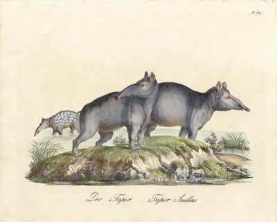 Tapir et Paca (impression) - Karl Joseph Brodtmann