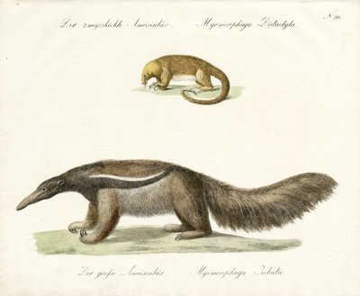  - Karl Joseph Brodtmann