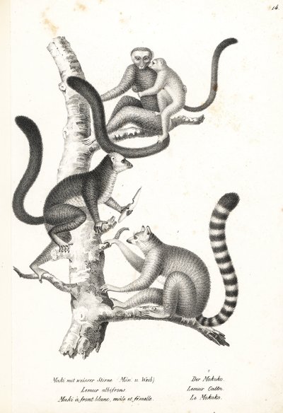 Lémur à tête blanche, Eulemur albifrons, mâle et femelle, en danger 1, et lémur catta, Lemur catta, en danger 2. Lithographie de Karl Joseph Brodtmann de l