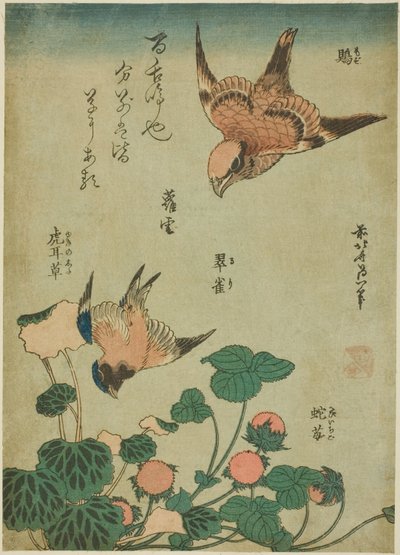Pie-grièche à tête rousse et merlebleu avec saxifrage et fraise des bois (Mozu, ruri, yukinoshita, hebi-ichigo), d