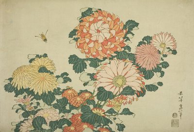 Chrysanthèmes et abeille, d