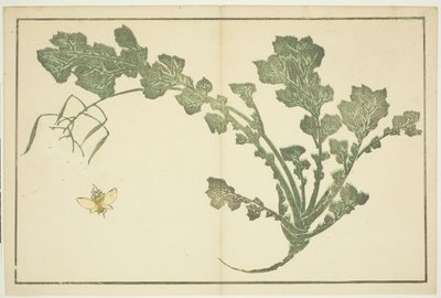 Guêpe et tige de navet, du "Livre d