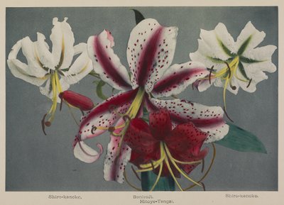 Lily - Kazumasa Ogawa
