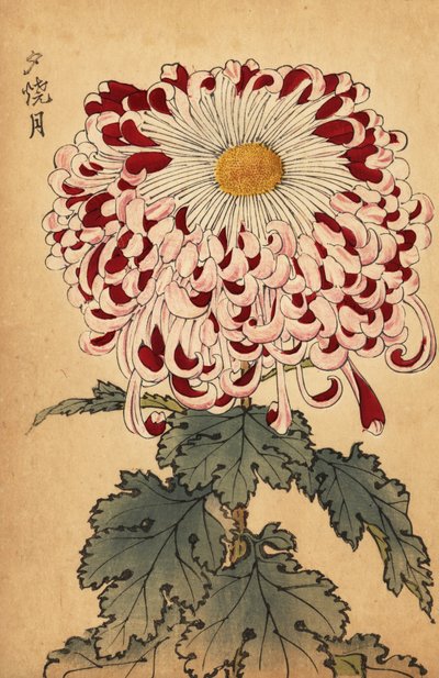 Chrysanthème hybride cramoisi et blanc cuillère, 1893 (gravure) - Keika Hasegawa