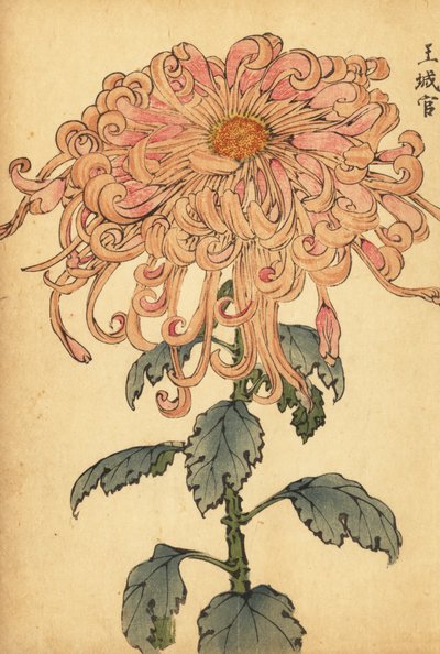 Chrysanthème hybride saumon-rose avec pétales bouclés - Keika Hasegawa
