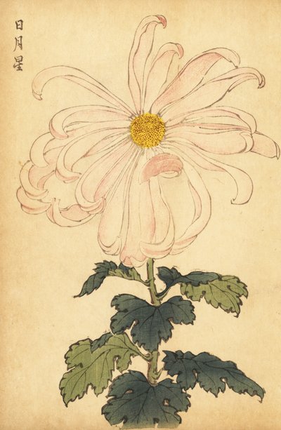 Chrysanthème hybride blanc et rose, 1893 (gravure) - Keika Hasegawa