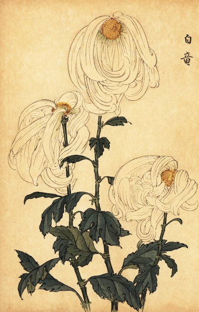 Chrysanthème hybride blanc - Keika Hasegawa