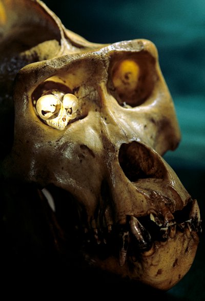 Homo Erectus, Gorille et Tarsier, plus grands et plus petits primates, laboratoire de Bruce Latimer - Kenneth Garrett