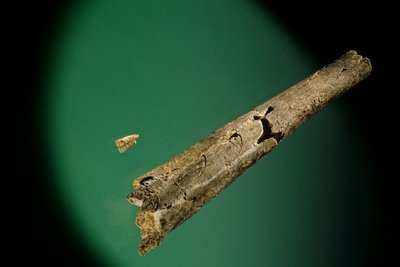 Tibia et incisives inférieures, Boxgrove, Angleterre, 500000 BP, fossiles d